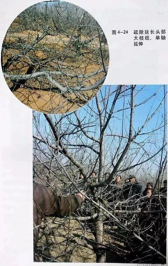 苹果树修剪技术，苹果树修剪技巧（苹果树“傻瓜式”修剪技术）