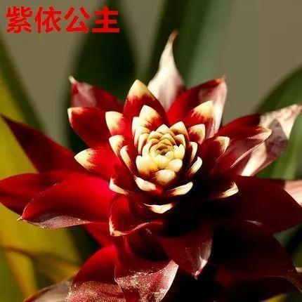 鸿运当头好养吗，鸿运当头怎么不好养（鸿运当头别喷水）