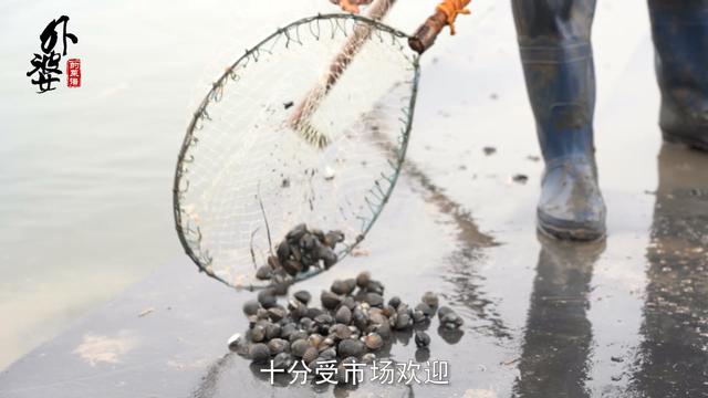 血蛤怎么做好吃，血蛤怎么吃最有营养（浙江老渔民带你解锁血蛤健康新吃法）