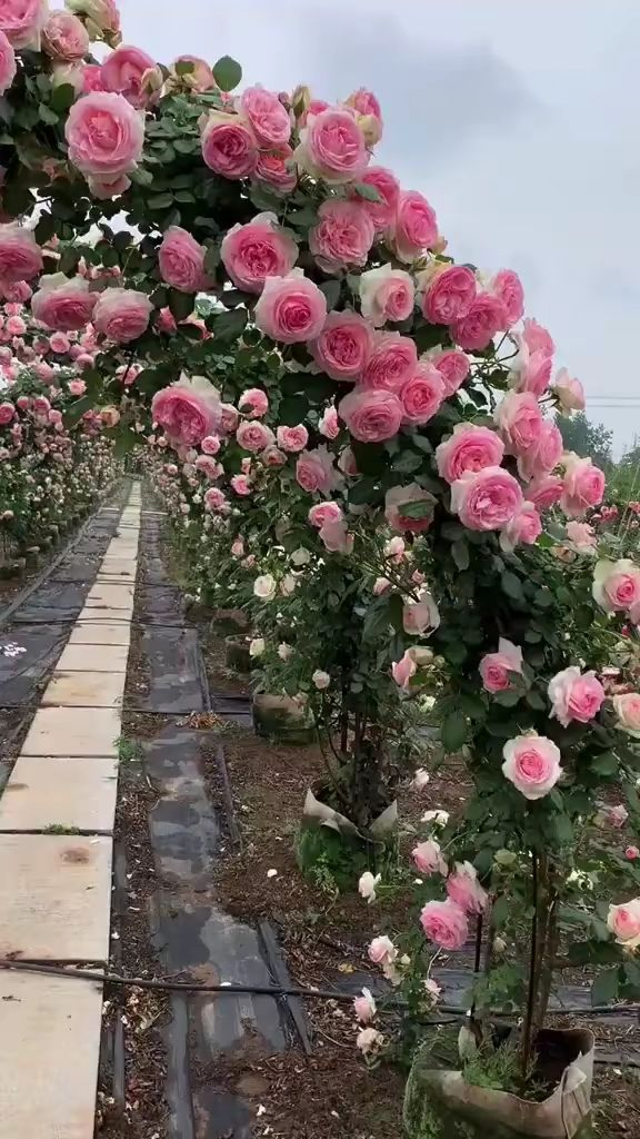 冬天有什么花开放，冬季开花的花卉有哪些（8种“稀罕花”）