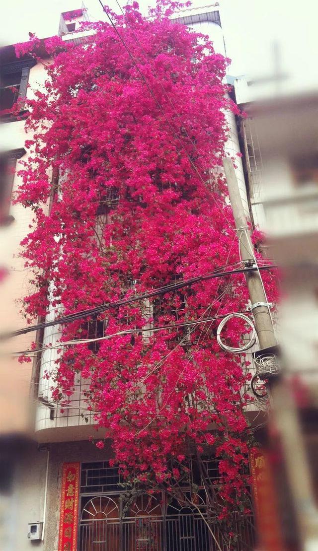 一梦两三年一花一世界网名，一梦两三年一花一世界微信昵称（千年的紫藤树···5种花越老越值钱）