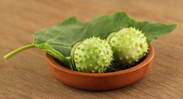 曼陀罗花，花似喇叭果似球（曼陀罗花泡酒治类风湿）