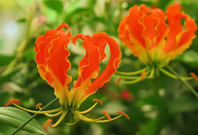 鬼百合是什么样的花，鬼百合花图片（几种超美的百合花）