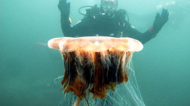 箱水母的天敌是什么，箱水母（英国男子潜水偶遇世界最大剧毒水母）
