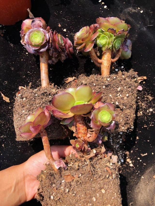 夏天可以买多肉植物吗，夏天可以入手的多肉（夏季商家出售多肉套路满满）