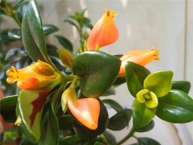 金鱼吊兰怎么养才开花，1年四季都能开花