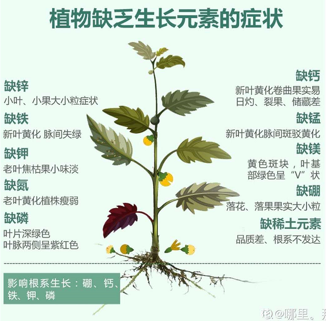 植物叶子发黄缺什么肥料，叶子发黄缺什么肥（家里的花总是黄叶子）