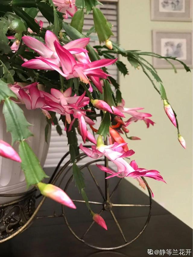 30种适合懒人养的花夏季，蹭蹭疯长、爆盆