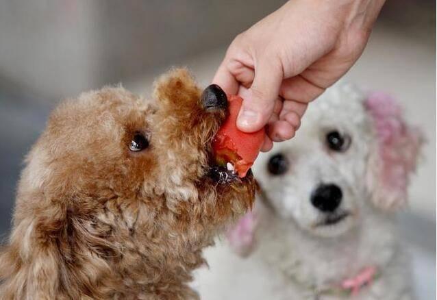 狗狗最不能吃的五种东西，最不该喂食狗狗的5种食物