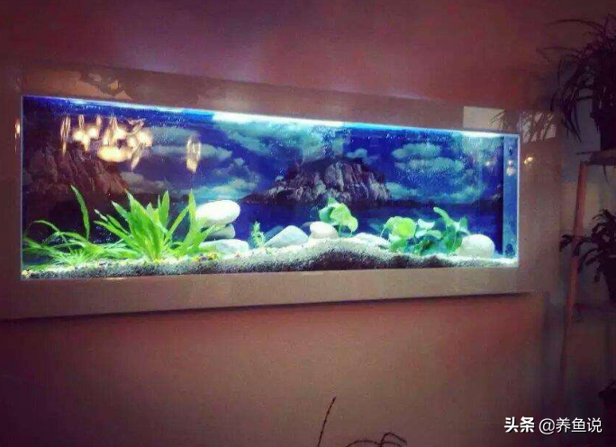 金鱼多久换一次水(养鱼的水浑浊教你一个笨方法)