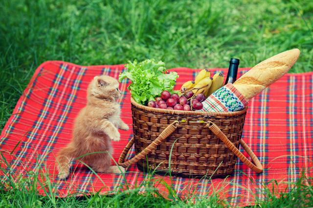 肠胃猫是什么意思，看完你就知道该怎么办