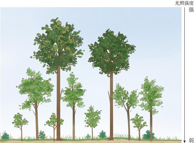 热带雨林的特点，热带雨林的特点和微信（丰富的植被你知道多少）