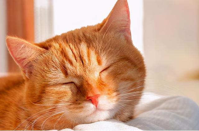 猫咪上火的症状，幼猫上火是什么症状（不用慌，教你降火小妙招）