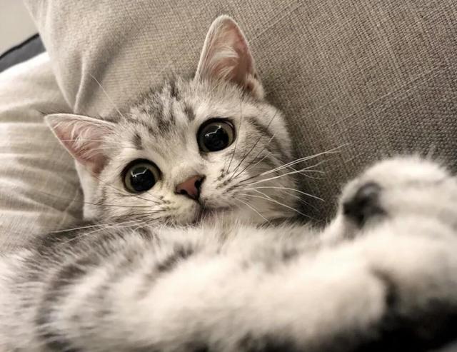 吸猫什么意思，女人说可以吸猫什么意思（吸猫体质之所以“招猫”喜欢）