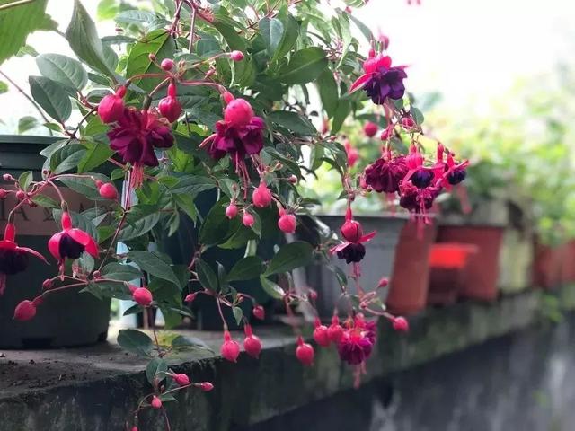 春夏秋冬四季什么花好看，这十种花几乎一年四季都开花