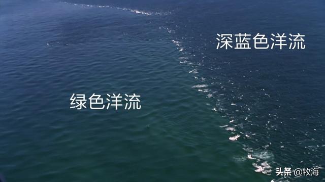 白金枪鱼是什么鱼，白金枪鱼和红金枪鱼哪个贵（天价蓝鳍金枪鱼及其背后的秘密）