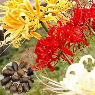 彼岸花，微信头像，彼岸花（48张彼岸花图，真是美极了）
