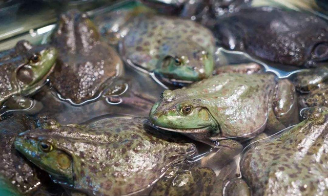 怎么养牛蛙，牛蛙幼苗的养殖技术（个饲养管理方法，经验之谈）