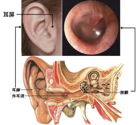 耳朵的内部结构,耳朵的内部结构怎么画(如何轻松给耳朵做spa)