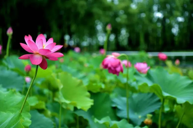 微山湖有哪些景区值得去玩，微山湖哪个景区最值得去（坐拥130000亩荷塘）