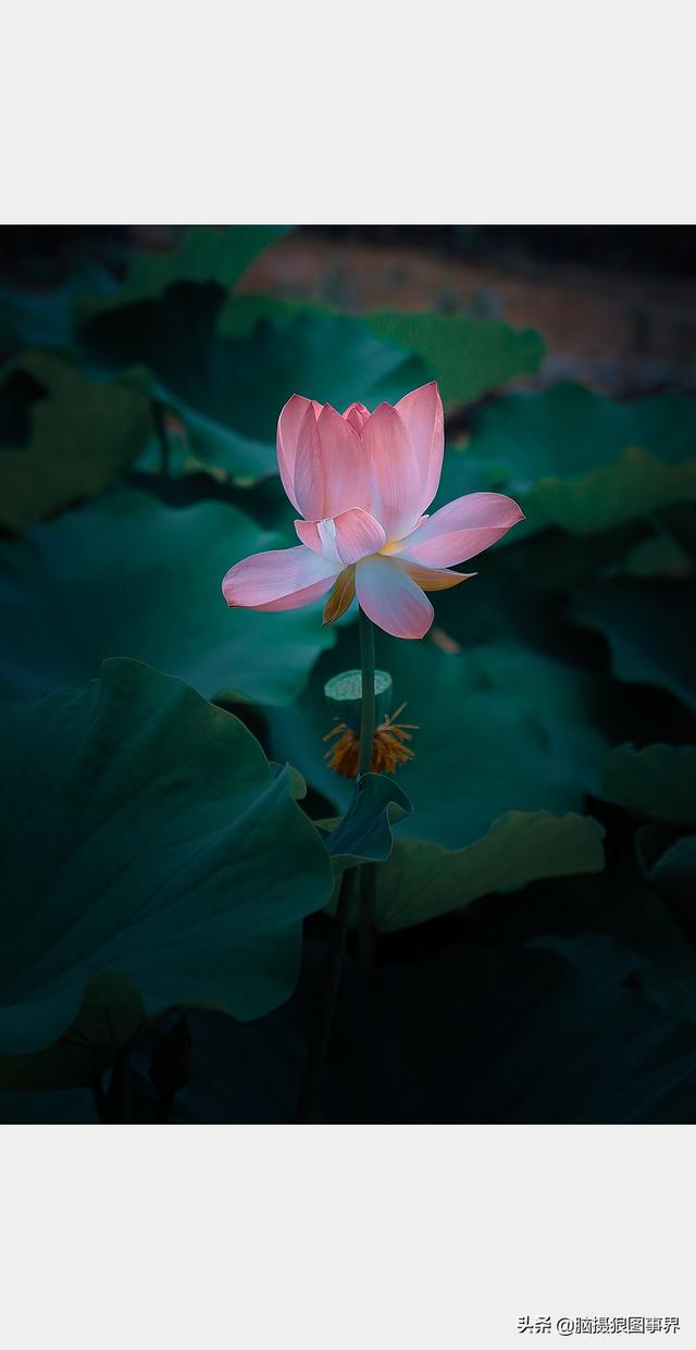 荷花图片，荷花图片大全真实照片（分享18张实拍荷花照）