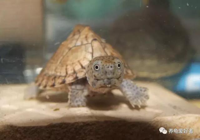 西非侧颈龟怎么养,西非侧颈龟怎么养成浅色(看完之后会想要一只吗) 西非侧颈龟怎么养,西非侧颈龟怎么养成浅色(看完之后会想要一只吗)
