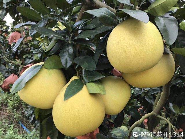 水果种类，水果种类释迦果（秋天吃正是好时候）