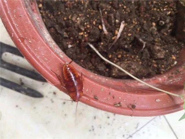 家里有鼻涕虫怎么消灭，鼻涕虫怎么彻底消灭（自制天然杀虫水）