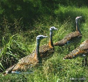 一个东一个鸟怎么读，一个东一个鸟怎么念（见过好多鸟名生僻字）