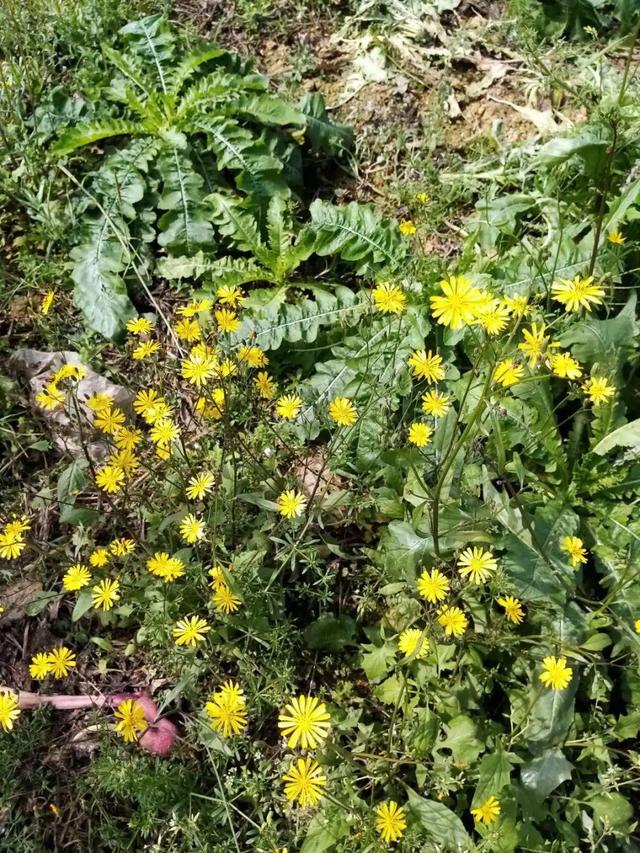 春天的花有什么，春天的花有几种分别是什么（40种小野花）