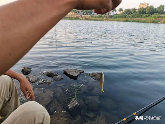 新手怎么学习钓鱼，快速学会钓鱼（应该要知道的5个真相）