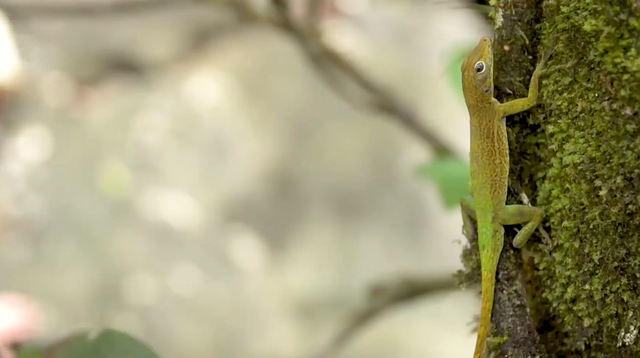 蜥蜴人为什么怕中国，蜥蜴人对华夏文明的巨大影响（农村中的蜥蜴越来越少）