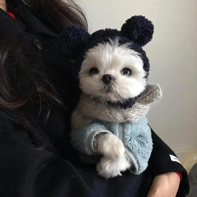 第五头像丨我可以抱抱你吗，抱抱你的头像微信（可爱头像，天好冷）