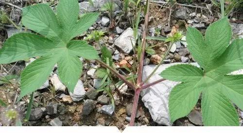 植物你所不知道的名称，小时候常见却叫不出名字的植物