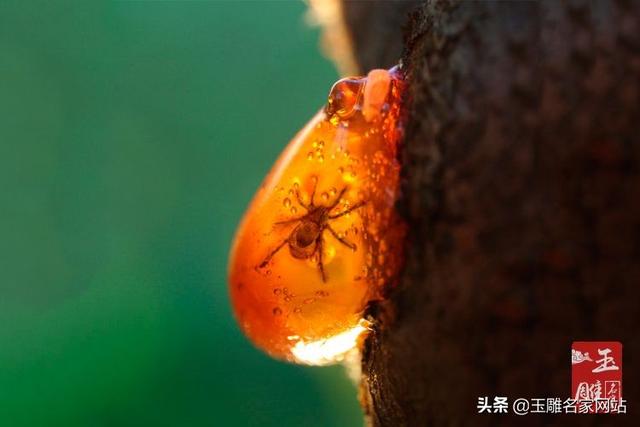 琥珀的形成过程，琥珀形成的过程100字（琥珀形成过程是怎样的）