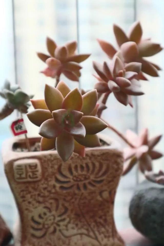 丸叶松绿怎么养，丸叶松绿的叶子可用来繁殖吗（养多肉，记名字，预防老年痴呆）