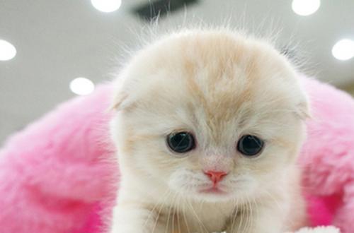 折耳猫一定会发病吗，折耳猫为什么不能养（折耳猫为什么不能养）