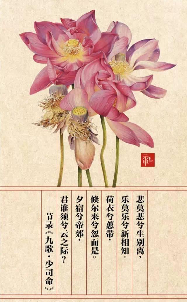 木兰科的常见地被植物有哪些，常绿木兰科植物有哪些（收藏起来留给孩子慢慢看）
