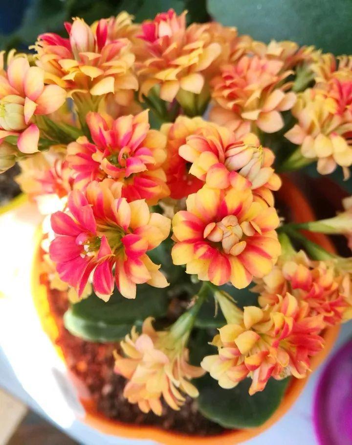 80个长寿花品种(全都美极了,只养1盆真的不够) - 彝家农业网