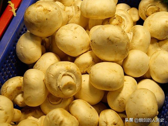 死亡天使蘑菇，死亡天使蘑菇分布区域（伞菌目—蘑菇科）