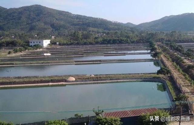 甲鱼是怎样养殖，多种方式，总有一个适合你