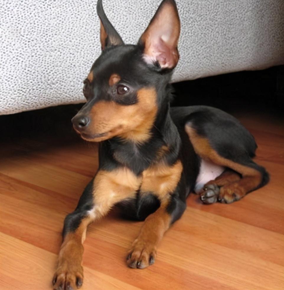 狗的抗寒能力是多少°c，2度穿什么衣服合适（这7种“不耐寒”的狗狗）