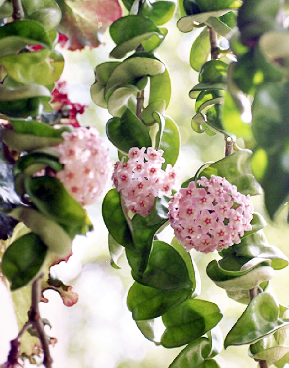 类似爬山虎的植物有哪些，除了爬山虎还有什么植物（7种超强繁育能力爬墙花）