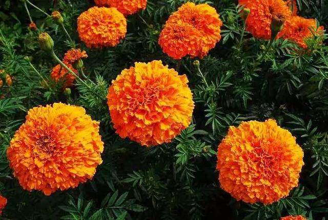 万寿菊几点开花，万寿菊的花什么时候开（这几种植物待天气暖和点撒土里）