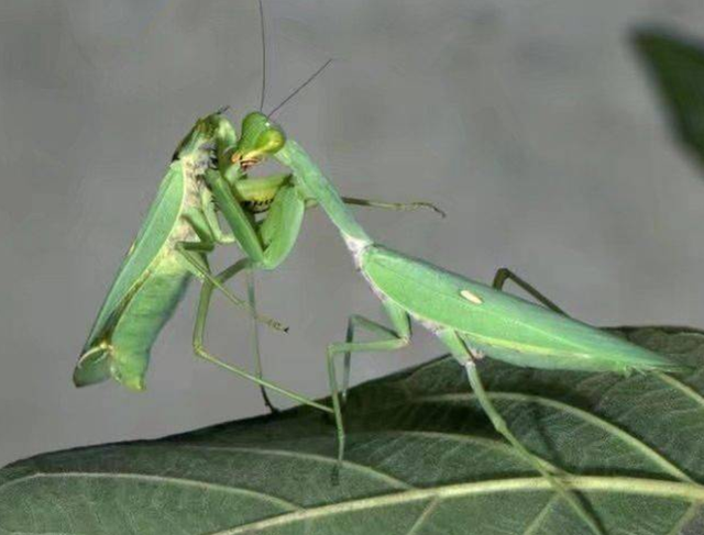 螳螂是什么类型的生物，螳螂的种类是什么（昆虫界的那些恐怖瞬间）