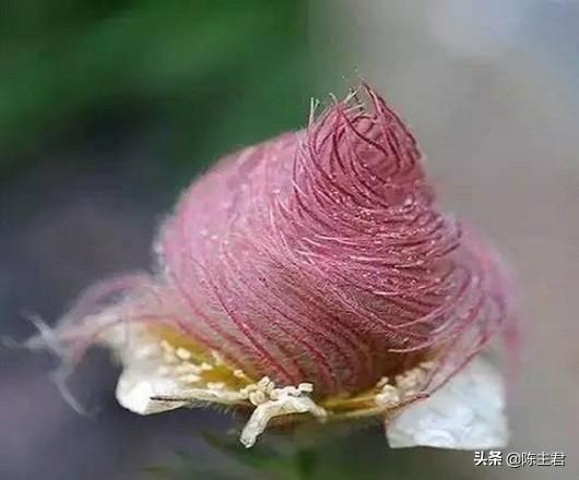世界十大稀有植物 十大罕见植物有哪些，世界十大稀有植物（全球罕见的10大奇花异草）
