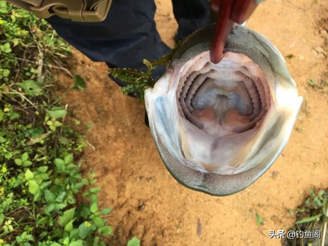 梦见钓到很多鱼，梦见钓到很多大鱼是什么兆头（你钓鱼有过什么“意外收获”）