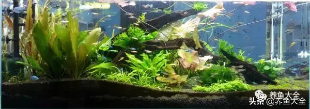 鹦鹉鱼死前征兆，红鹦鹉鱼会不会撑死（让观赏鱼死亡的水中杀手）