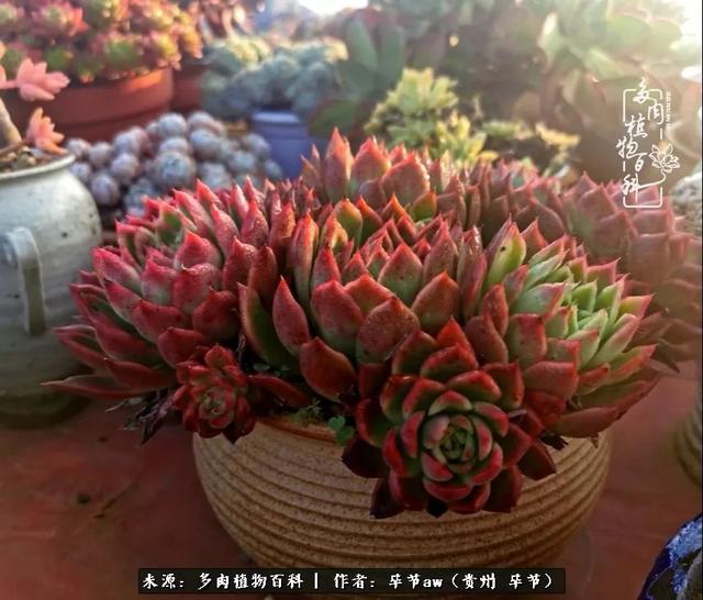 晴天橙子可爱头像微信，晴天橙子可爱头像（有多少次的会心一笑，全因多肉）