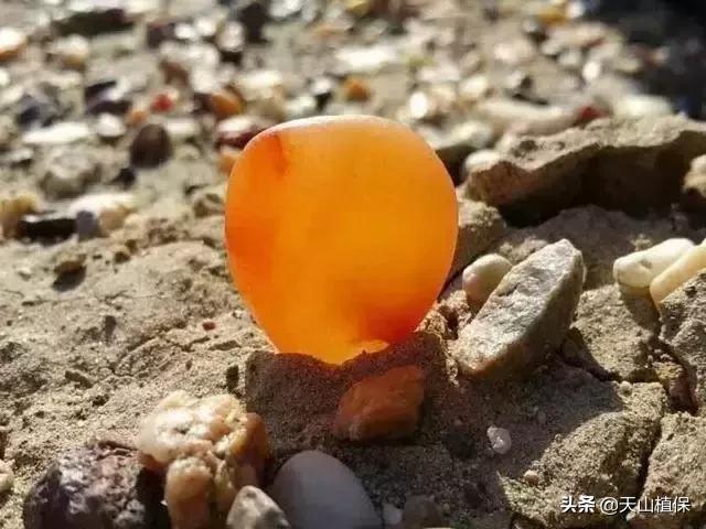 金丝玉是什么玉，金丝玉和翡翠玉谁更好一点（美丽的金丝玉有着什么样的神秘历史）